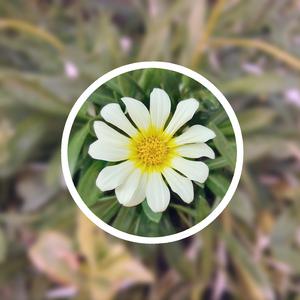 丰满少妇乱孑伦精品无码专区
